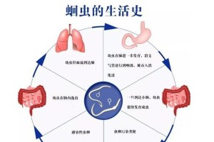 狗狗体内的蛔虫及其危害与处理措施（了解狗狗蛔虫感染的症状与预防措施，宠物健康无忧）