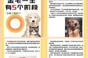 小金毛断奶时间及注意事项（了解小金毛断奶的最佳时机和方法，让它们健康成长）