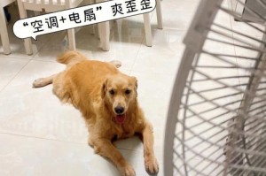 成年金毛吹空调感冒吃什么药？（为你的金毛提供正确的治疗方法与建议）