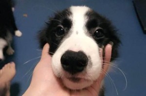 两月大的牧羊犬应打什么针？（为宠物犬健康保驾护航的必要措施）