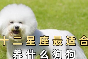 测测你适合养什么狗（根据性格和生活方式来选择适合自己的狗种）