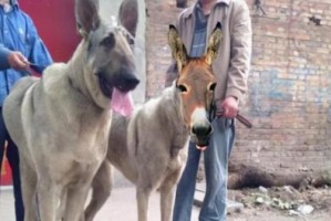 养狼青犬，是否应该成为你的首选？（了解狼青犬饲养的利与弊，网友声音揭示真相）
