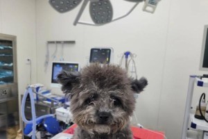 治疗泰迪犬髌骨脱位的药物及注意事项（了解髌骨脱位的症状和治疗方案，选择合适的药物进行治疗）