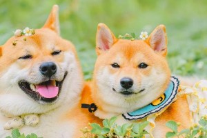 柴犬为什么会掉毛厉害？（探究柴犬掉毛的原因及解决方法）