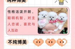 如何正确照顾可爱的博美狗狗（-养护、训练、喂养）