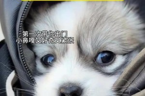一个月的狗狗玩什么？（探索狗狗玩耍的乐趣）