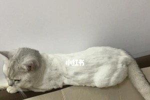 猫咪剃毛后怎么办？应对精神不好的方法（宠物猫剃毛后的心理变化与对策）