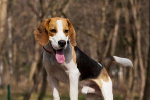 比格犬生长发育的第一阶段——幼崽期（从出生到两个月，探究比格犬幼崽成长的秘密）