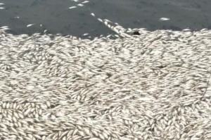 鱼缺氧的原因及解决方案（探究水体缺氧对鱼类生存的影响及应对策略）