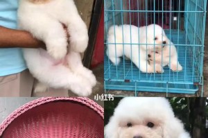 以巴哥与柯基梗的后代（融合品种的魅力与挑战）