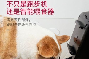 狗跑步机（揭秘狗跑步机的适用时间和步数，助力宠物活力四溢）
