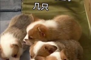 柯基疫苗接种时间间隔及注意事项（科学规划接种时机，保护柯基犬健康）