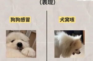 幼犬咳嗽的疗程与康复时间（探究幼犬咳嗽康复所需的时间和关键因素）