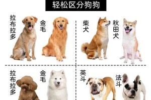 狗狗配种（揭秘交配过程中狗狗粘在一起的时间长短）