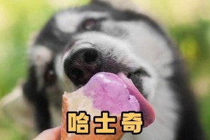哈士奇的饮食习惯（了解哈士奇的饮食需求与健康）