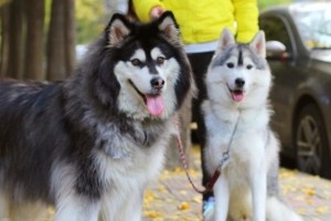 怎样照顾老年阿拉斯加犬——宠物主人必读的指南（宠爱伴侣，关注老年，科学照护）