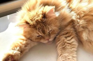 小猫为什么喘气很快？（探究小猫喘气快的原因及可能存在的健康问题）