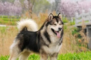 阿拉犬的最佳外观色彩选择（以美丽色彩展现阿拉犬的魅力）