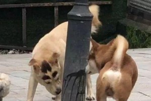 狗尿到腿上的种种说法（探讨狗尿对人体的影响及应对之策）
