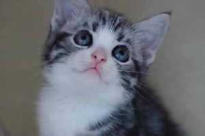 探寻以美国短毛猫什么季节便宜的秘密（揭开价格波动背后的秘密，为您找到最合适的购买时机）
