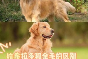 饲养金毛的七大“误区”是什么？下面将详细介绍每个误区以及正确的做法。