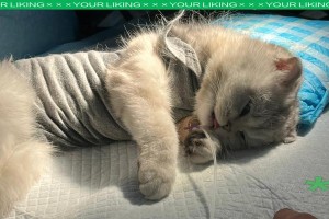 猫绝育后多久摘圈合适？（探讨猫咪绝育后适时摘除保护圈的问题）