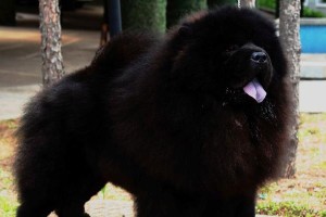 黑色松狮（探索黑色松狮的外貌特征、性格与养护要点）