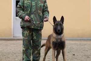 以马犬的优点——忠诚、聪明、适应力强（以马犬）