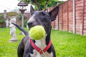 英国斗牛犬晚年照顾指南（如何为你的英国斗牛犬提供贴心的晚年护理）