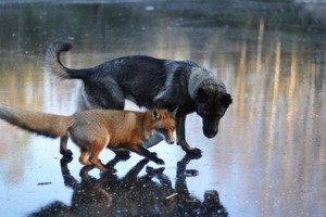 拒绝以挪威猎犬为代表的宠物误区！（揭开以挪威猎犬择食的真相）