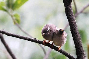 白领凤鹛的饲养方法（如何养一只健康快乐的凤鹛）