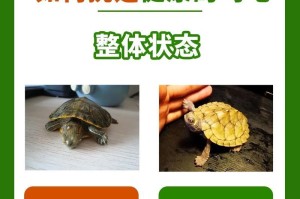 为什么不能养乌龟（探讨乌龟养殖的问题与风险）