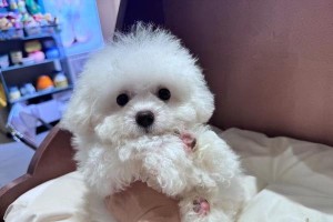 比熊为何一直吐舌头？（探究比熊吐舌头的原因与意义）