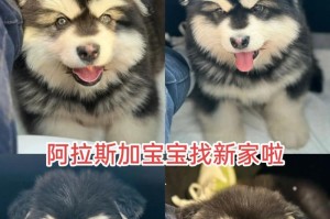 幼犬驱虫（了解幼犬驱虫频率及方法，呵护萌宠的健康成长）