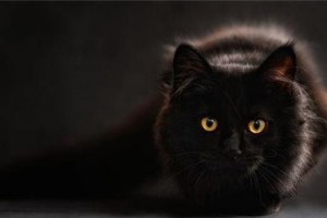 猫的弱点和特点揭秘（探寻猫咪的秘密，解读它们的独特之处）