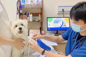 如何给小狗进行全面体检（关注小狗健康，从体检开始）