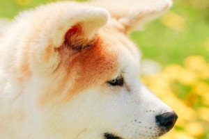 秋田犬饲养全指南（从宠物到伙伴，让你的秋田犬健康快乐成长）