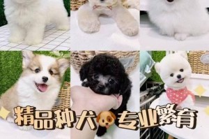 拉布拉多犬价格一只多少钱？（品相优越，价格水涨船高）