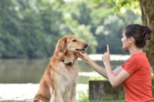 为什么有些宠物狗会咬人？