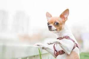 贝生吉犬的饲养方法（了解贝生吉犬，让您的宠物生活更美好）