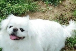 京巴犬腰椎护理全攻略（宠物健康必备，教你如何预防腰椎疾病）