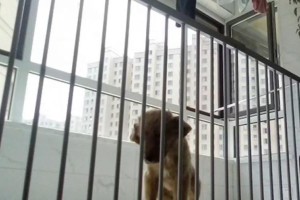 狗为什么要憋尿？（了解狗憋尿行为的原因和应对方法）