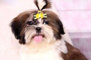 西施犬的寿命及性格特点解析（宠物养护必看，1个）