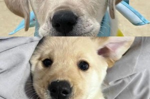 如何让拉布拉多幼犬快速成长（科学饮食是关键，关爱更重要）