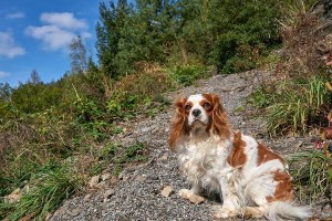 训练你的宠物——如何以训拳师犬（为你的宠物提供一种健康而有趣的训练方式）