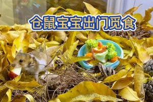 仓鼠宝宝的合理饮食安排（营养均衡的关键是什么？）