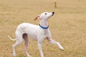 爱犬如何做到健康成长——以日本狆的饲养方法为例（从喂养到运动，全面解析日本狆的饲养方法）