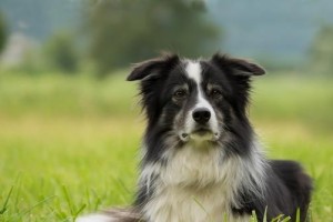 如何解决边境牧羊犬持续流口水问题（宠物爱好者必看，边境牧羊犬口水过多怎么办？-口水问题）