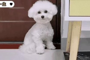 比熊犬的一生（透过5个关键点，探索比熊犬的美丽人生）