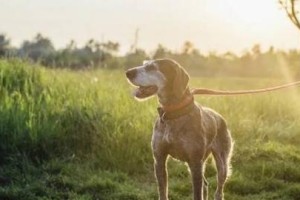 遛狗需注意的事项（宠物犬健康与安全）